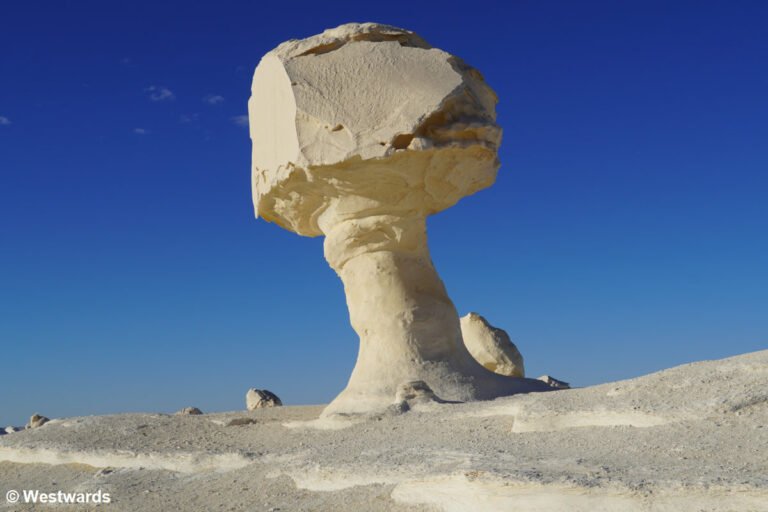20250126-White-Desert-Mushroom-chicken-DSC07419-WP